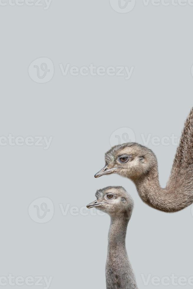 portada con una madre avestruz con su lindo y curioso polluelo en un fondo gris sólido con espacio de copia. concepto de biodiversidad y conservación de la vida silvestre. foto