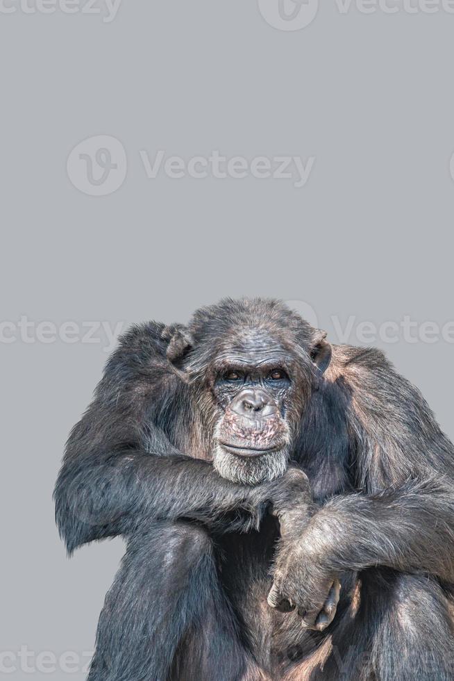portada con un retrato de un chimpancé adulto mirando el mundo, primer plano, detalles con espacio de copia y fondo sólido. concepto de biodiversidad, cuidado de los animales, bienestar y conservación de la vida silvestre. foto