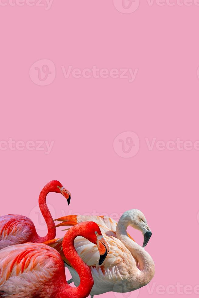 Cover page with beautiful red and rosy flamingos isolated at solid pink background with copy space for text, closeup, details. Love, care, dating and glamour concept. photo