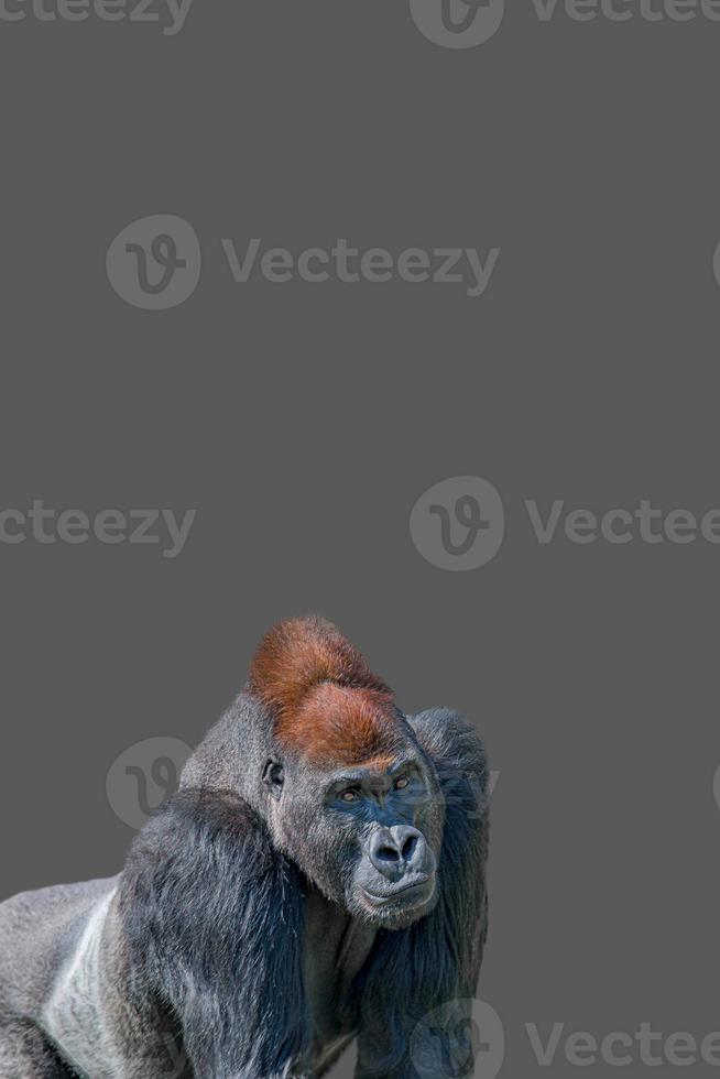 Cover page with a powerful alpha male African gorilla, curious or thinking at something, at grey solid background with copy space. Concept of wildlife biodiversity, animal welfare and sustainability. photo