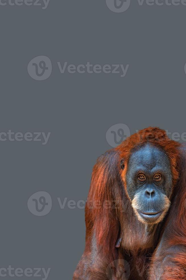 Portada con retrato de divertido orangután asiático colorido sobre fondo gris sólido con espacio para copiar texto. concepto de diversidad animal y conservación de la vida silvestre. foto