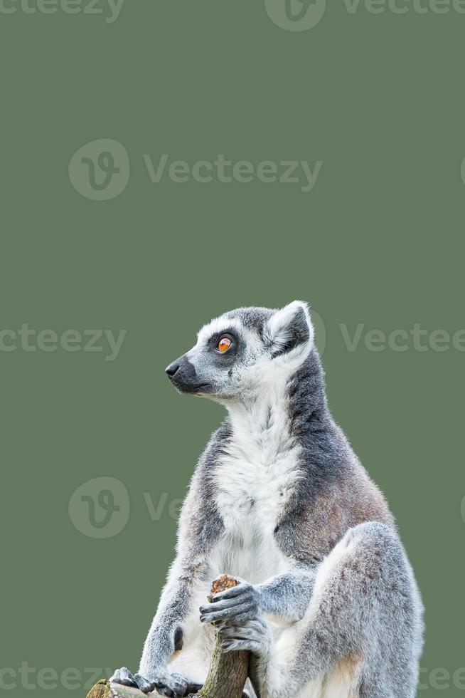 portada con un retrato de un lindo lémur de madagascar de cola anillada disfrutando del verano, primer plano, con espacio de copia y fondo verde sólido. concepto de biodiversidad, bienestar animal y conservación de la vida silvestre. foto