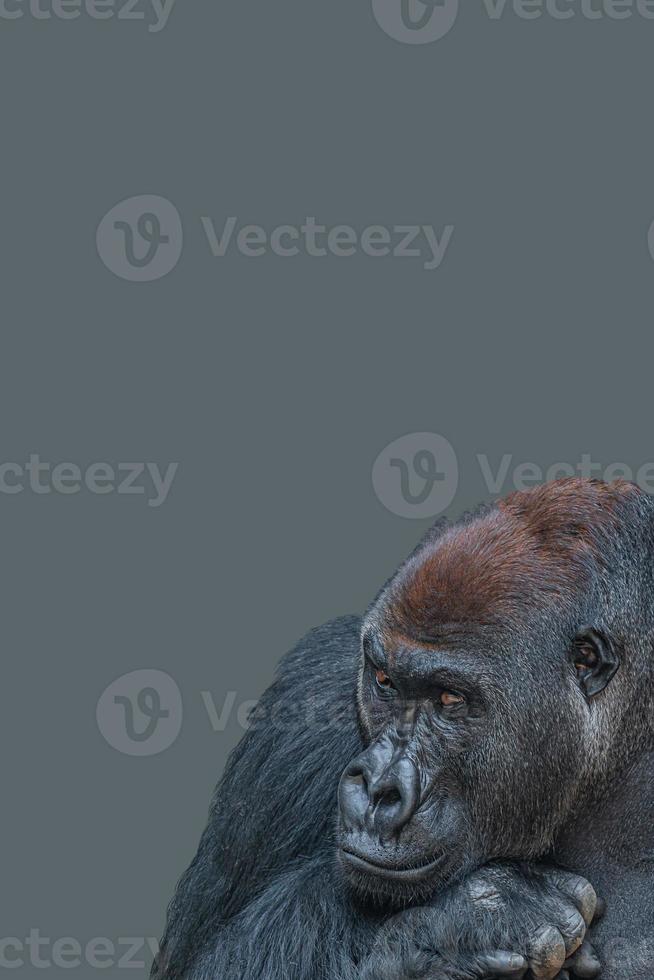 Cover page with a powerful alpha male African gorilla, curious or thinking at something, at grey solid background with copy space. Concept of wildlife biodiversity, animal welfare and sustainability. photo
