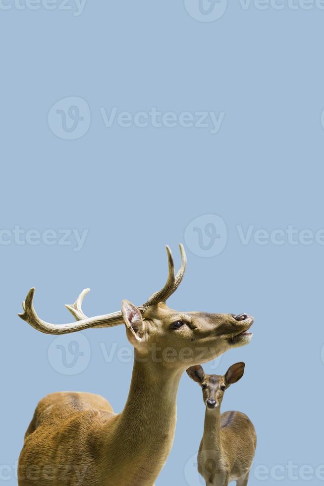 Cover page with a graceful deer and fawn at blue sky solid background with copy space, details, closeup. Concept wildlife conservation and parenting. photo