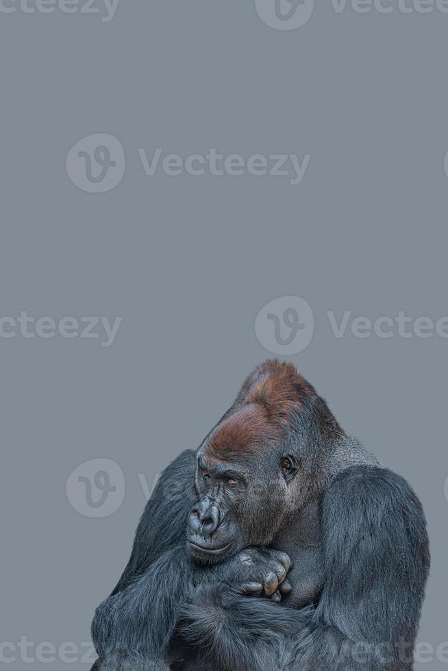 Cover page with a powerful alpha male African gorilla, curious or thinking at something, at grey solid background with copy space. Concept of wildlife biodiversity, animal welfare and sustainability. photo