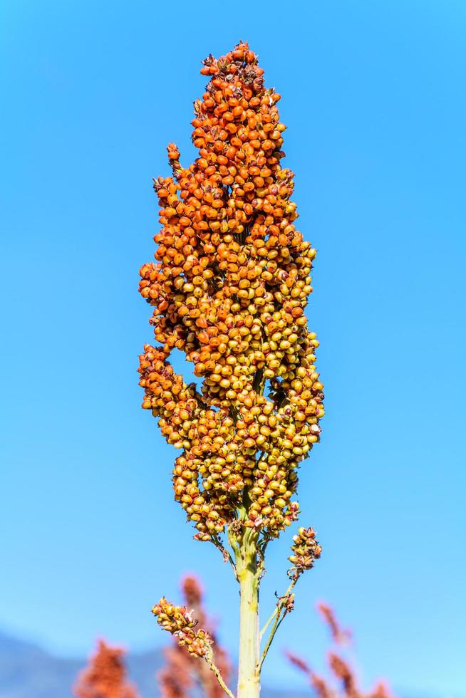 Sorghum in the field. photo