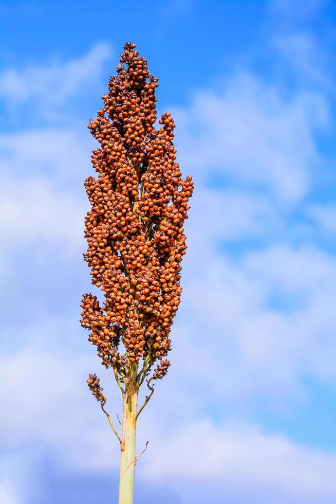 sorgo en el campo. foto