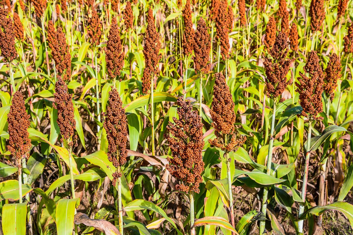 Sorghum in the field. photo