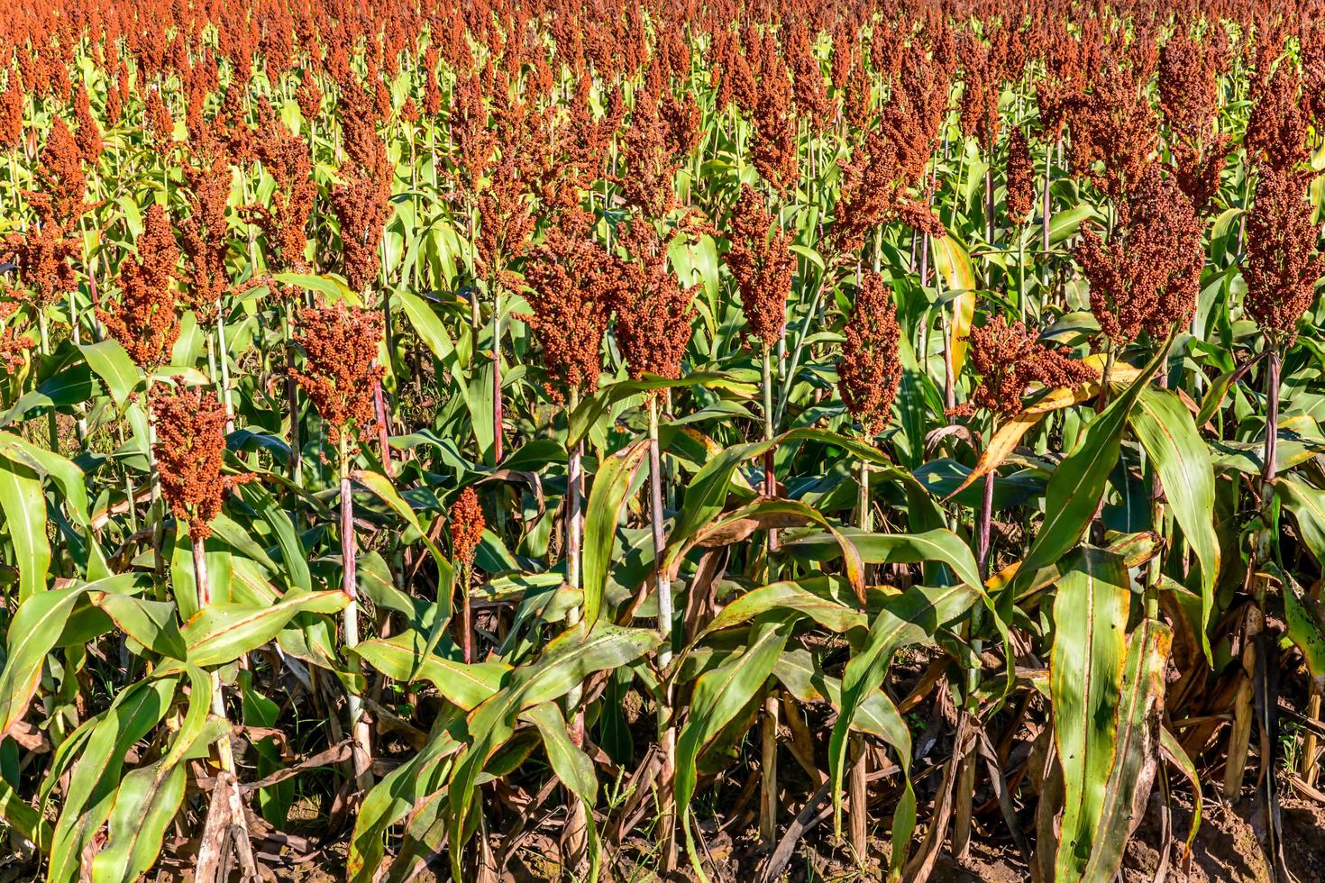 Sorghum in the field. photo