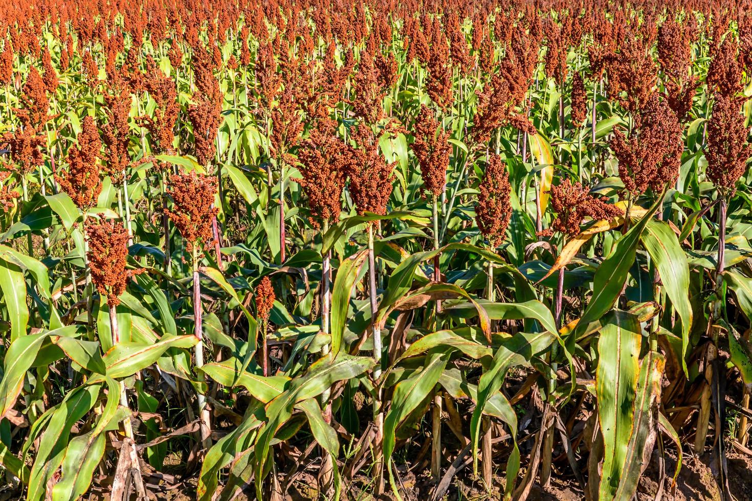 Sorghum in the field. photo