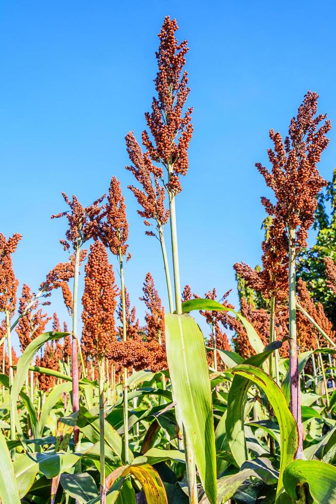 Sorghum in the field. photo