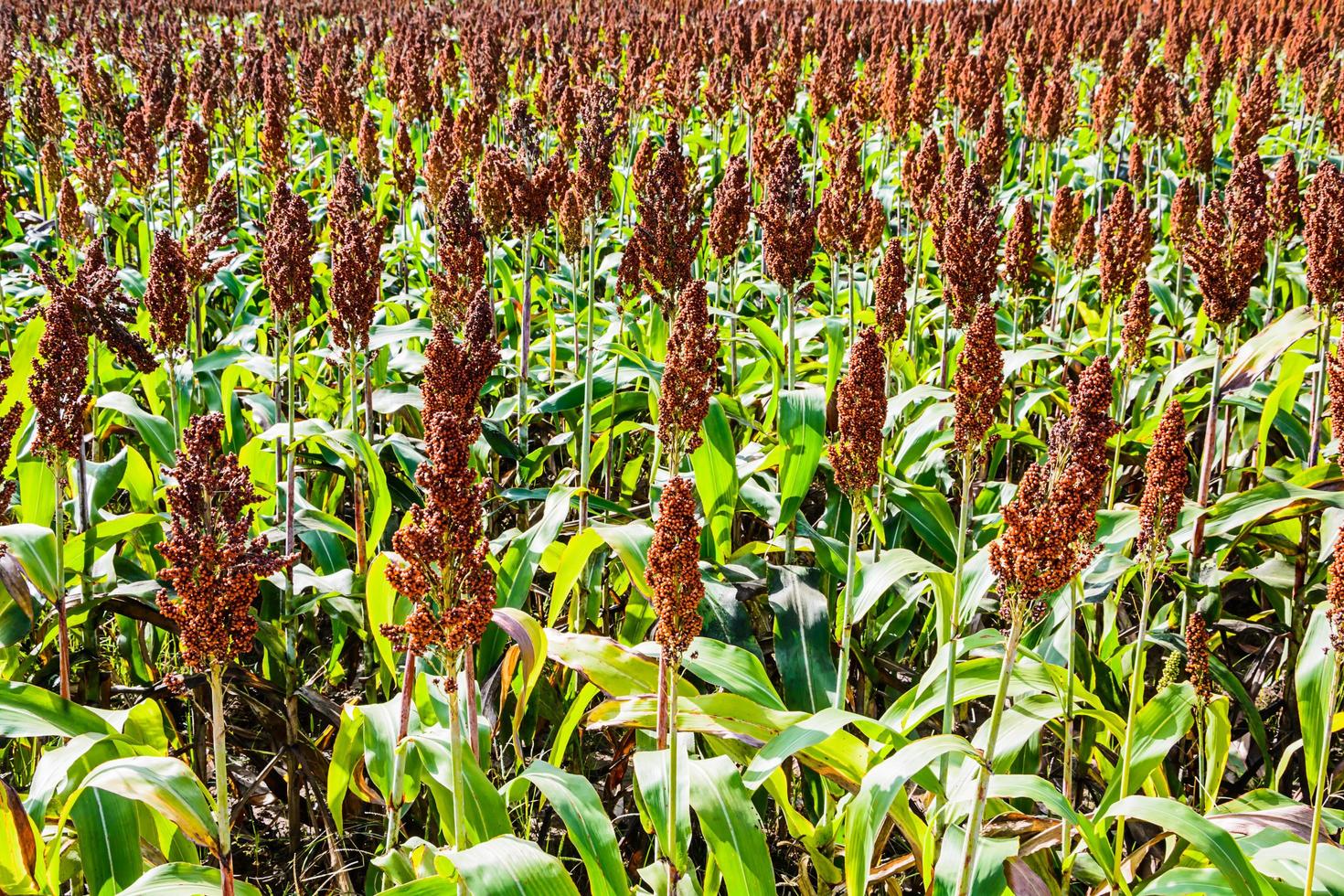 Sorghum in the field. photo