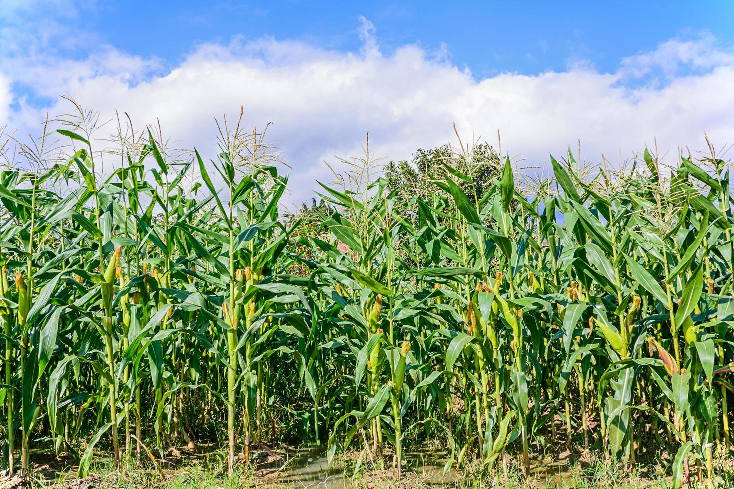 Green corn field growing up under sky with clouds photo