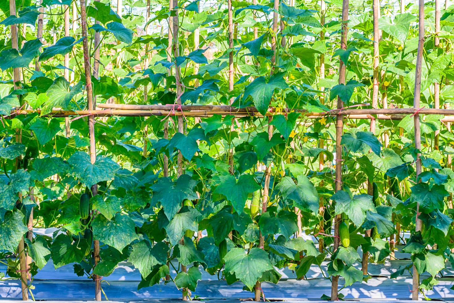 pepino que crece en el jardín. foto