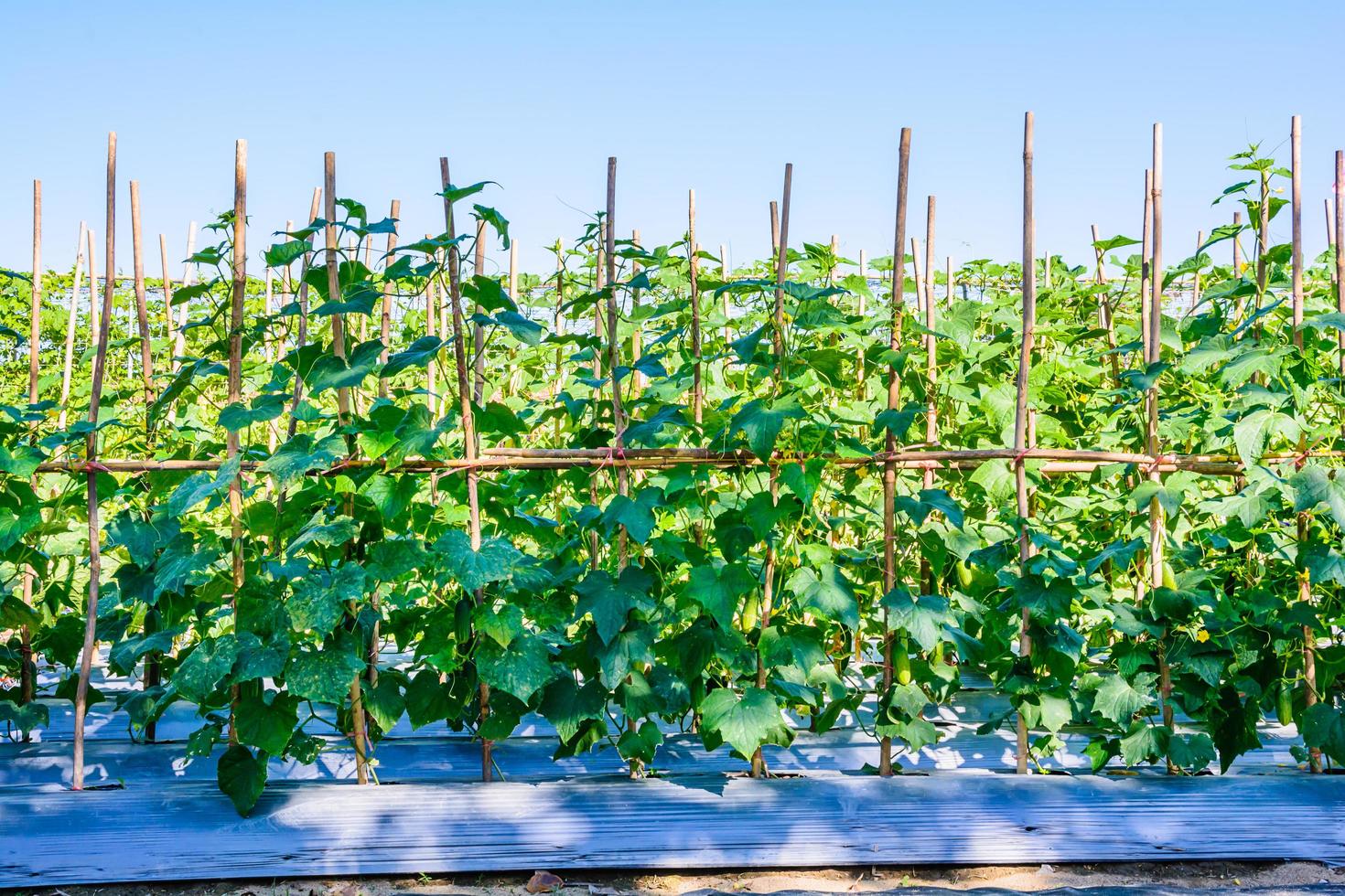 Cucumber growing in the garden. photo