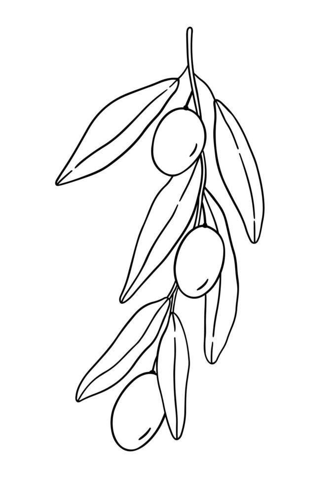 Esquema de la rama de olivo con hojas aisladas sobre fondo blanco. vector
