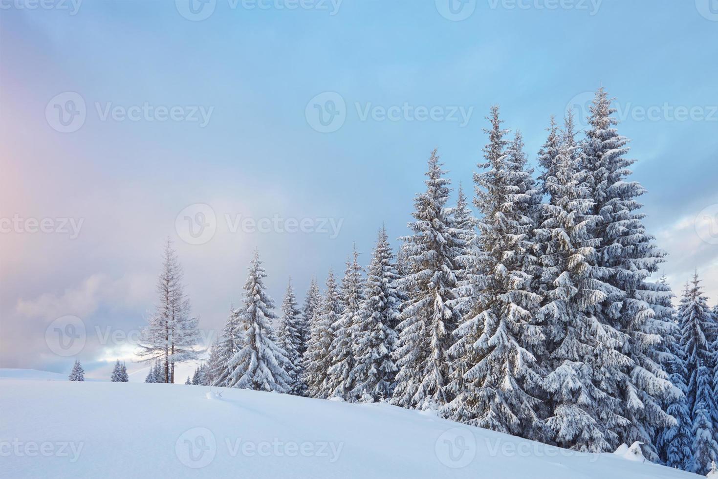 Majestic white spruces glowing by sunlight. Picturesque and gorgeous wintry scene. Location place Carpathian national park, Ukraine, Europe. Alps ski resort photo