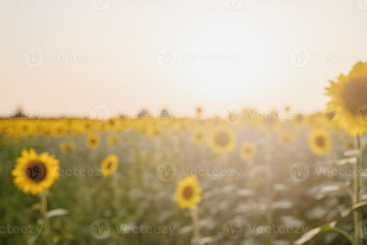 campo de girasol en la puesta de sol, fondo de naturaleza foto