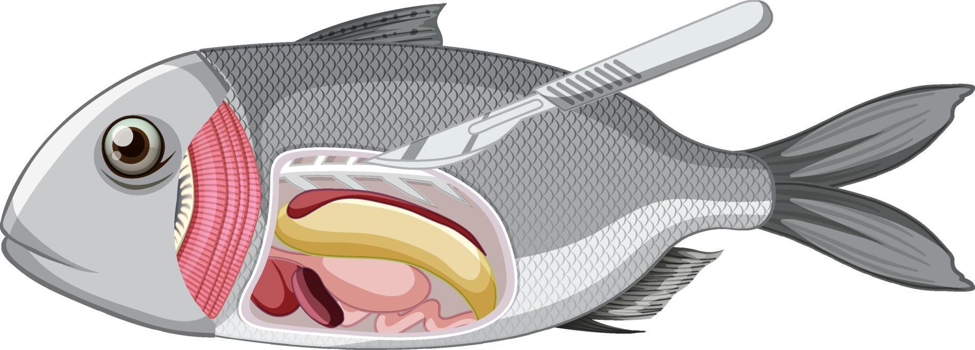 An anatomy of fish on white background vector