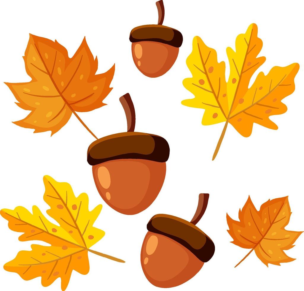 Acorns and maple leaves decor for autumn vector