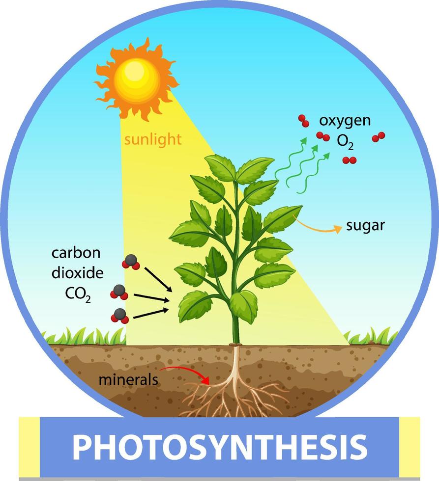 Diagrama que muestra el proceso de fotosíntesis en planta. vector