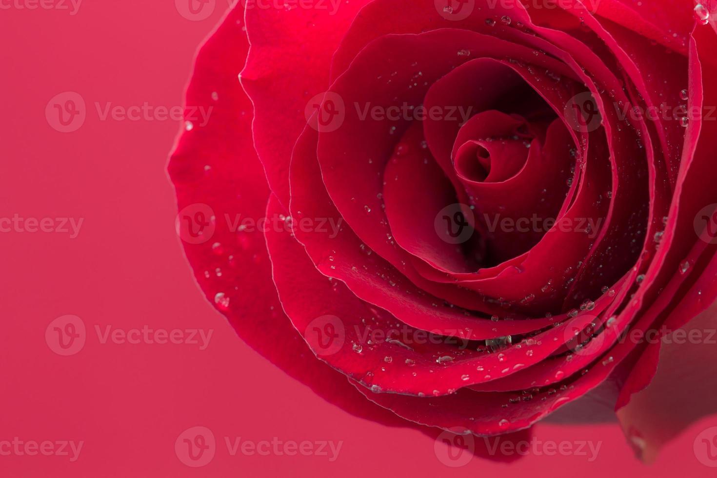 Rose flower closeup photo