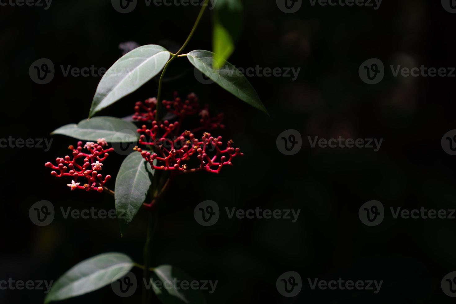 Beautiful wild red flower on dark background photo