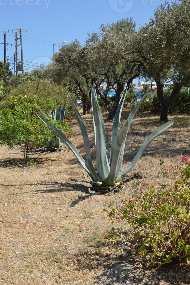 cactus crece en la isla de rodas en grecia foto