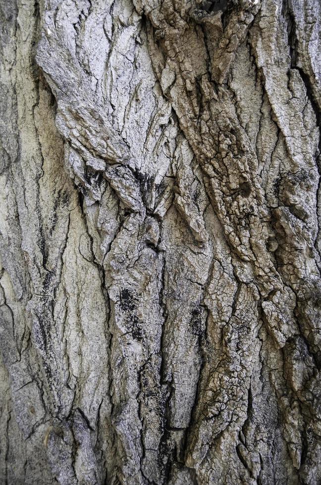 corteza de árbol con textura foto