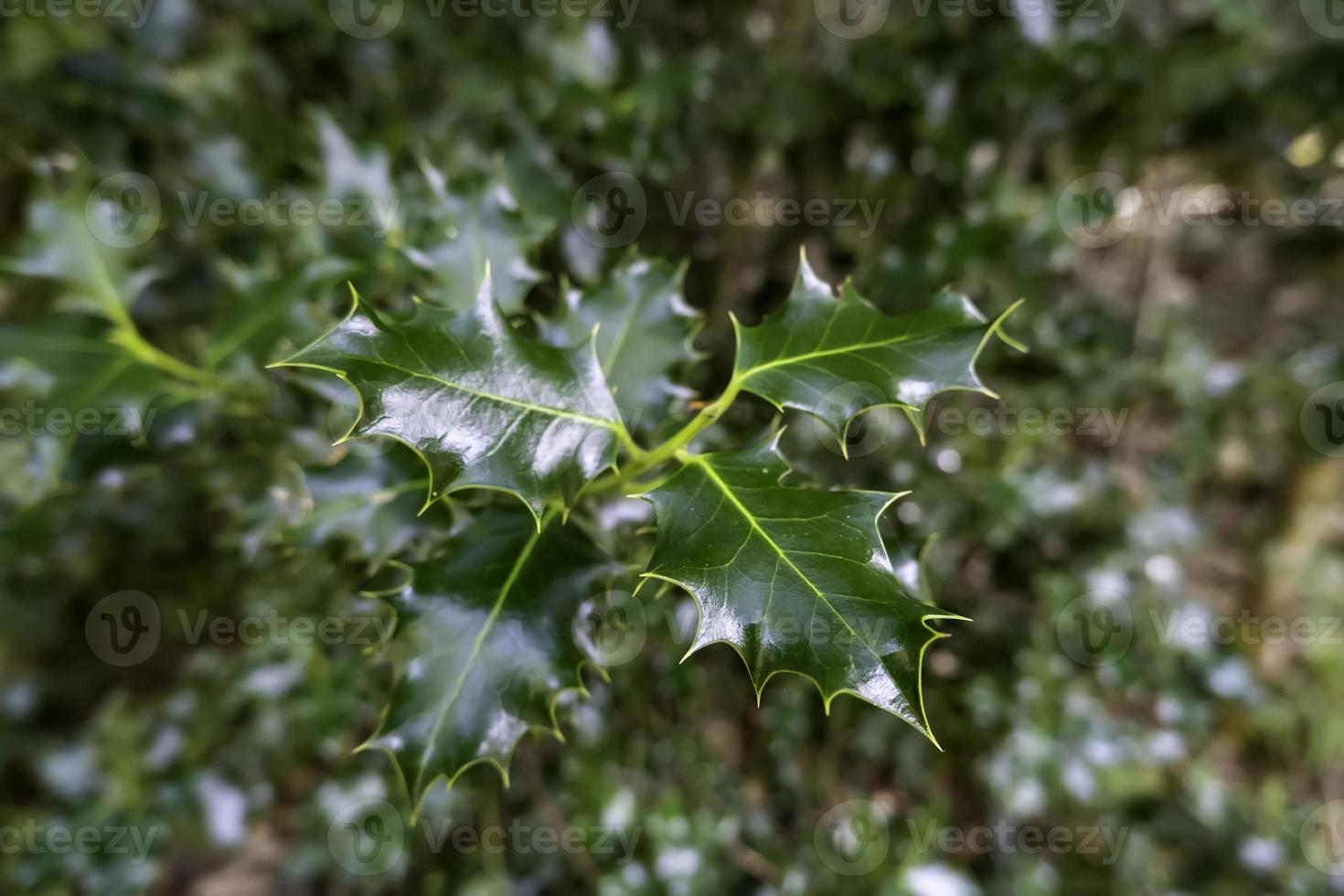 Holly leaves in a forest photo