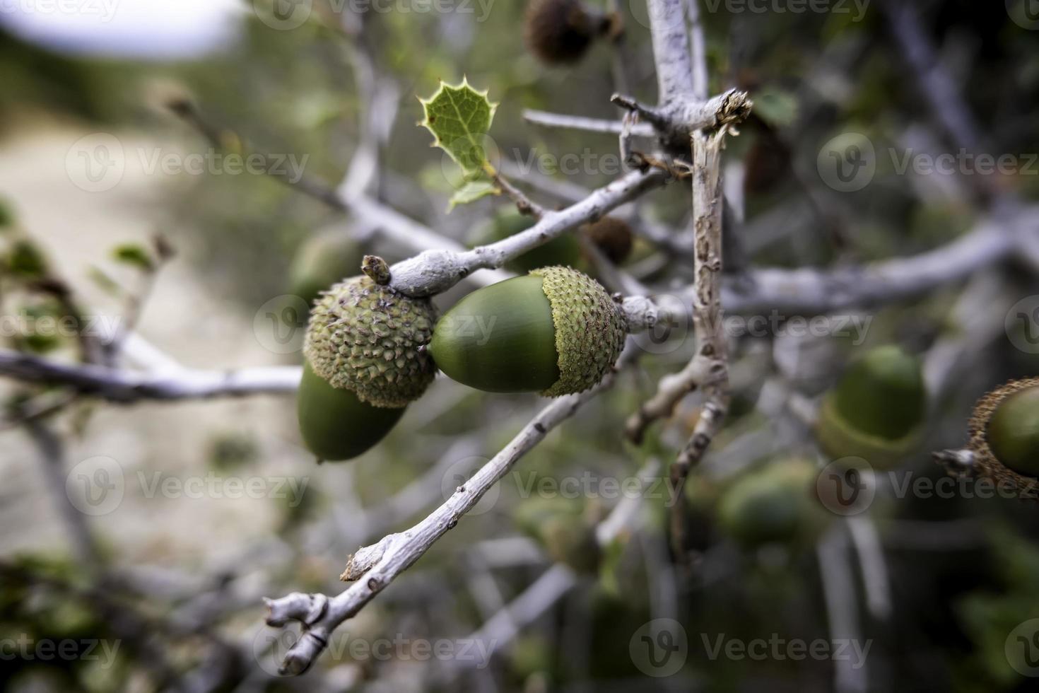 bellotas en un árbol foto