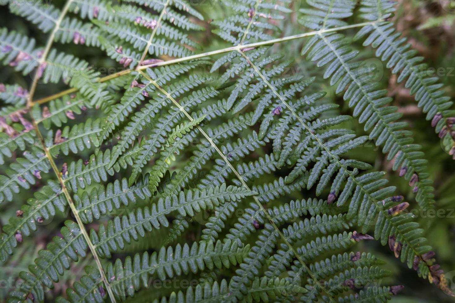 Green ferns in the field photo