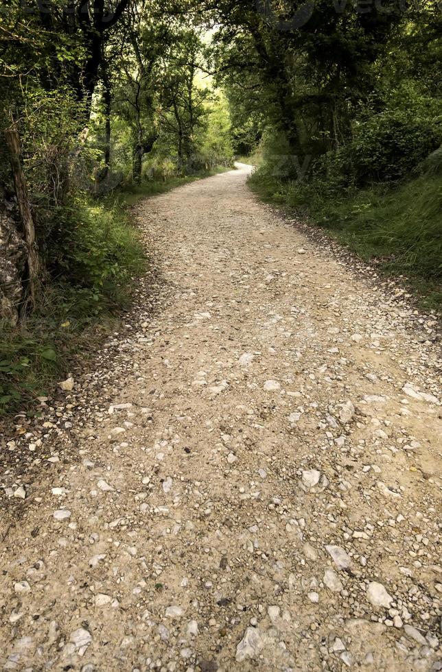 camino profundo en el bosque foto