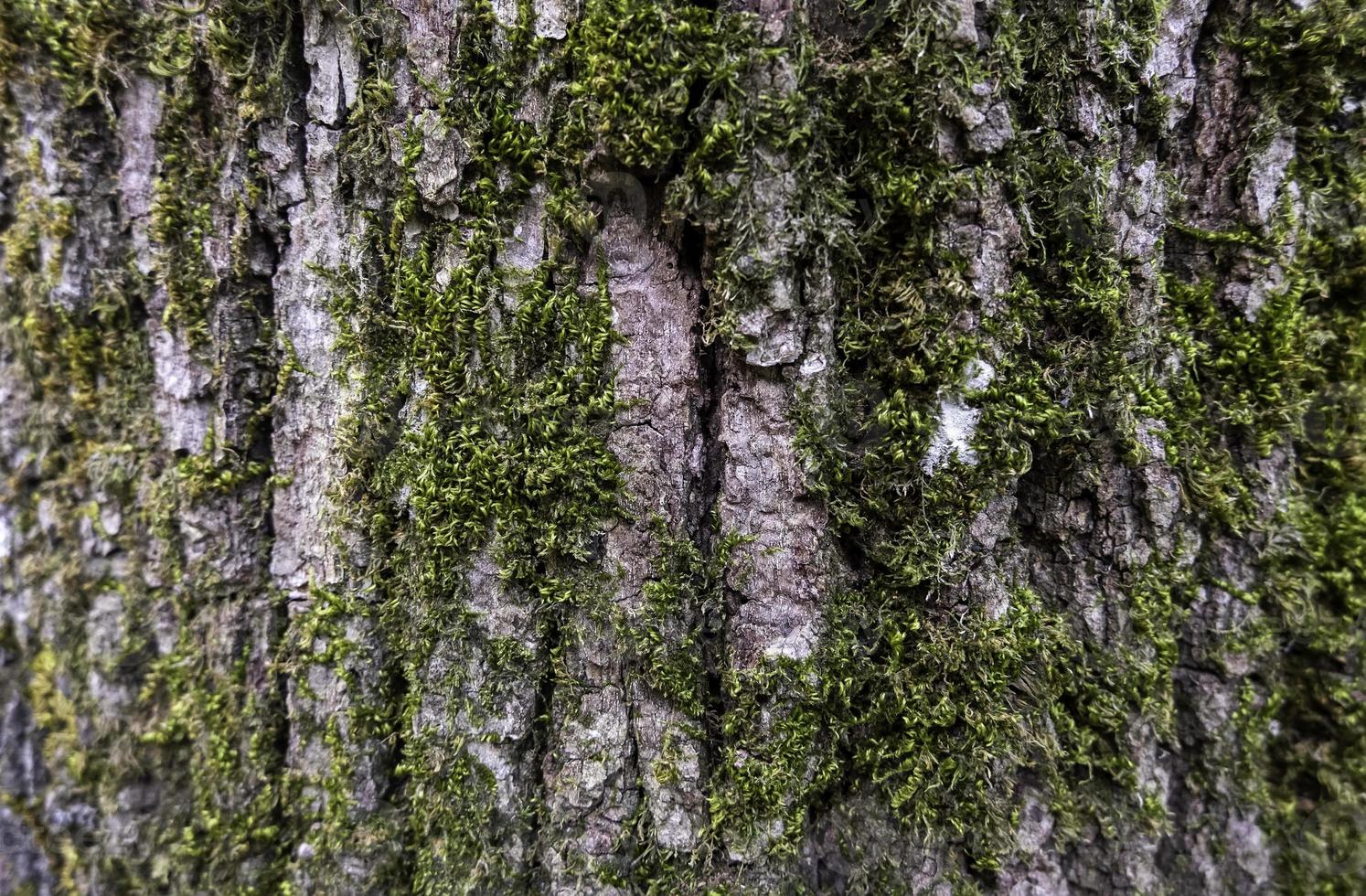 corteza de árbol con musgo foto