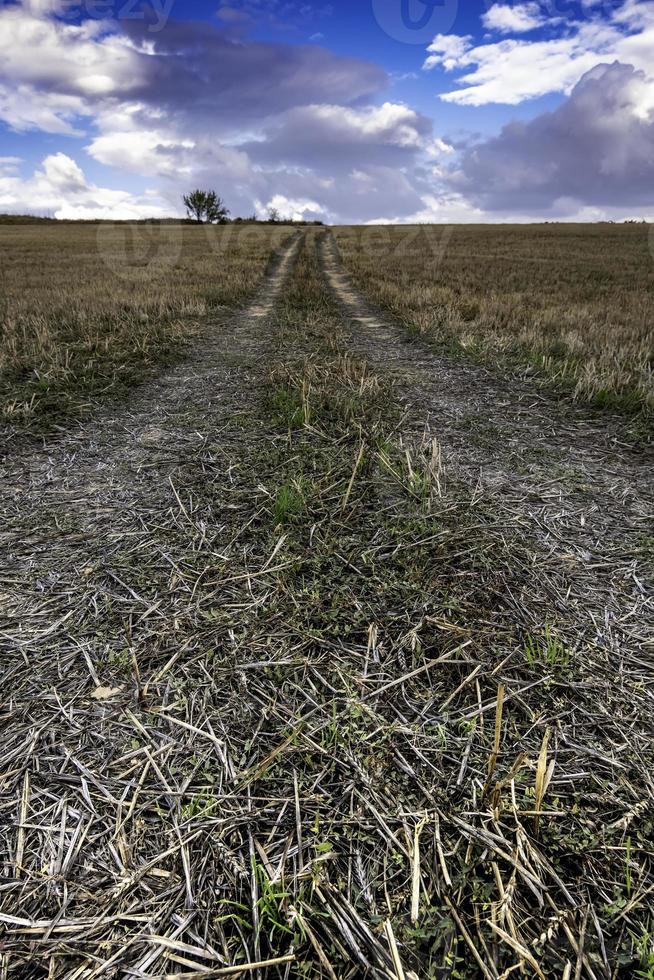 Footprints in wheat field photo