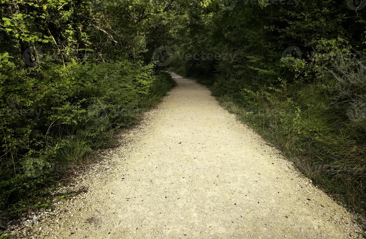 Deep path in the forest photo