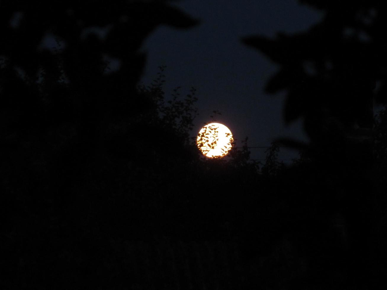 ramas de los árboles sobre fondo de luna llena. la atmósfera mística del bosque nocturno. foto