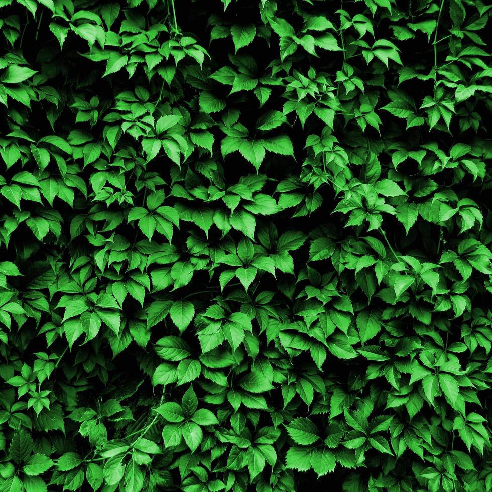 las hojas de una planta se enrollan en la pared. fondo de hoja verde foto