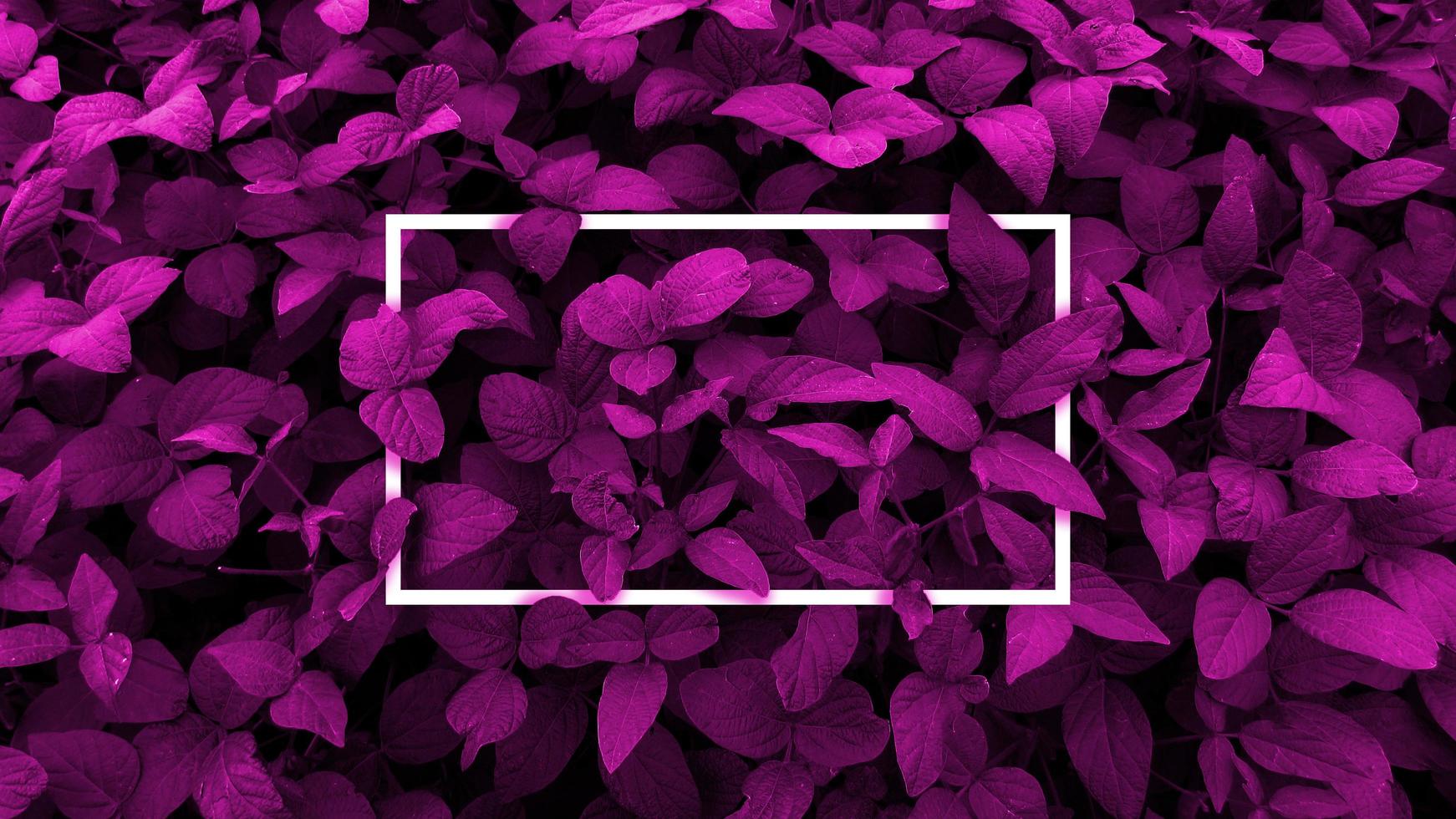 diseño creativo hecho con fondo de hojas de violeta, marco cuadrado. Este es un espacio en blanco para tarjetas publicitarias. concepto de naturaleza. foto