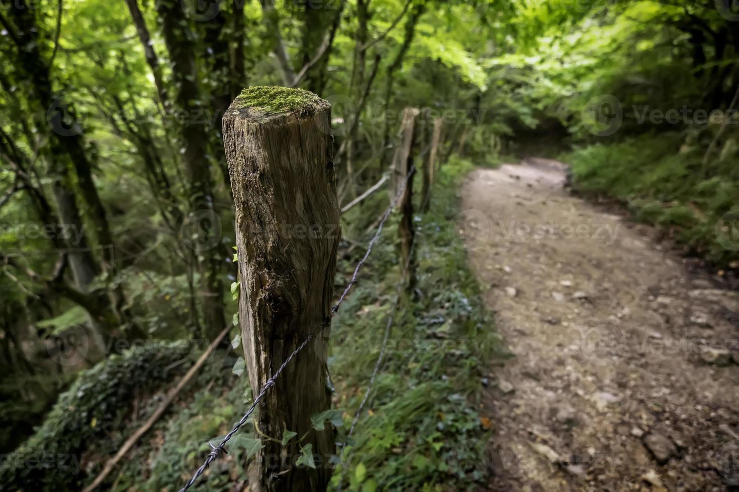 camino con madera en el bosque foto