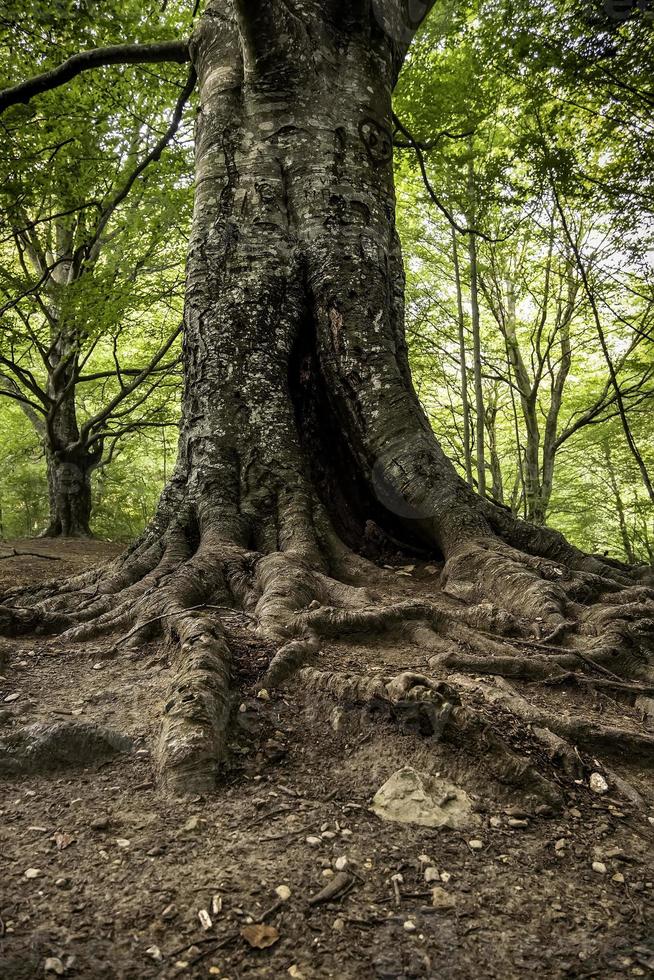 arbol viejo con raices foto