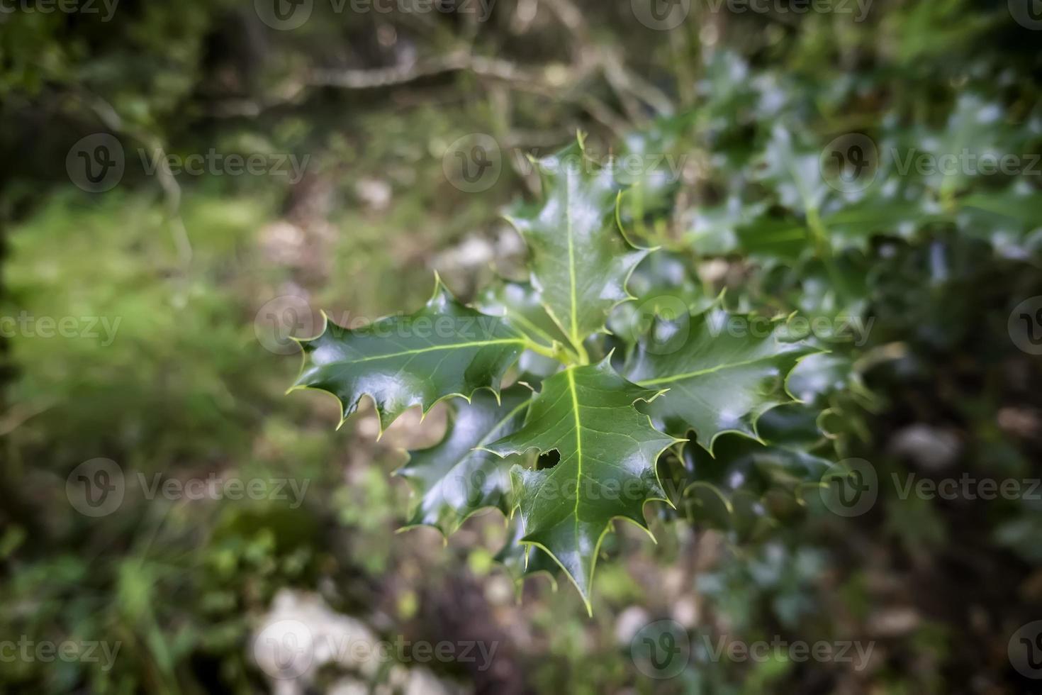 hojas de acebo en un bosque foto
