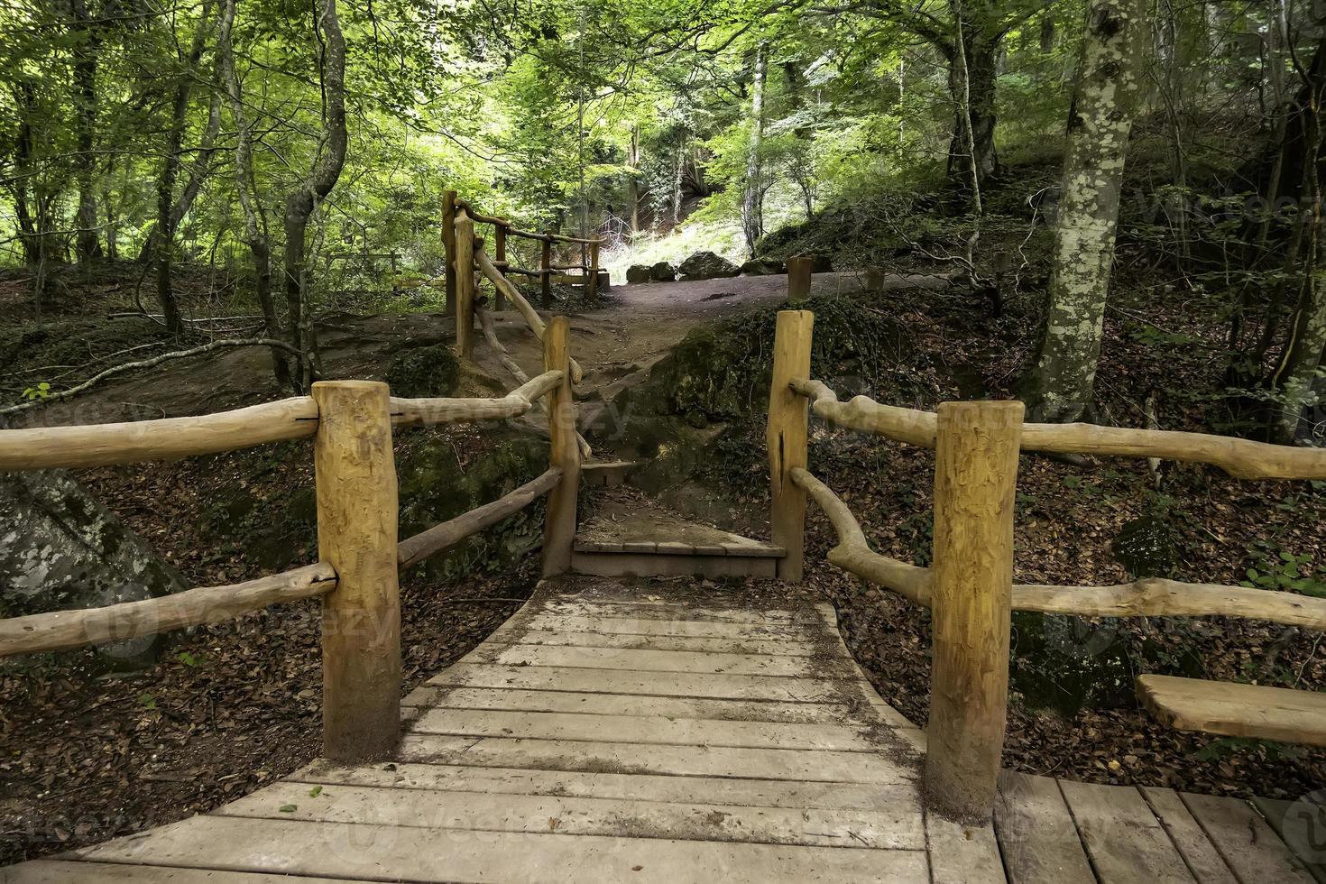 camino con madera en el bosque foto