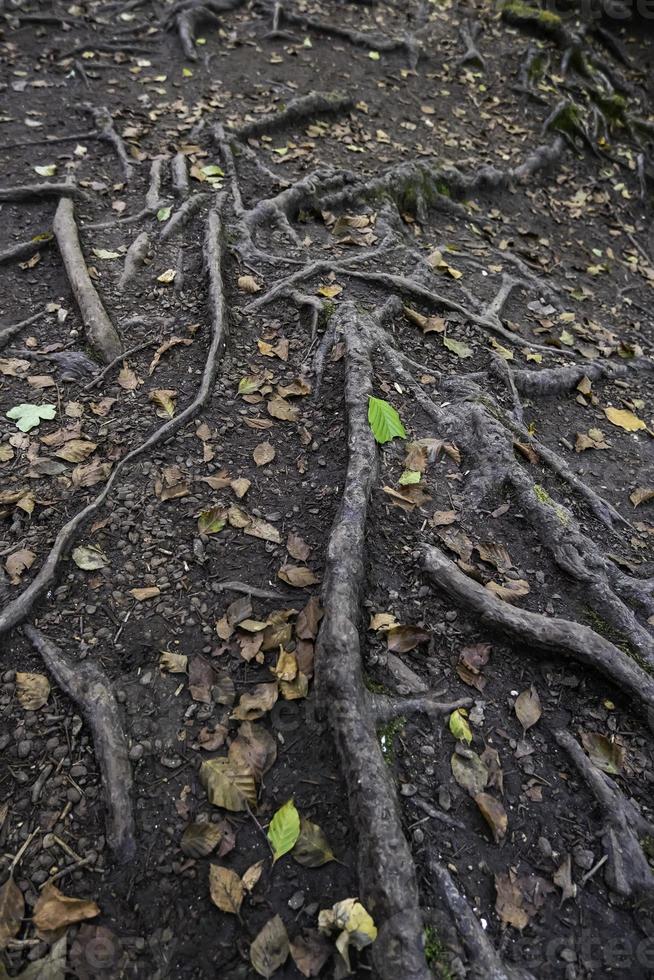 arbol viejo con raices foto