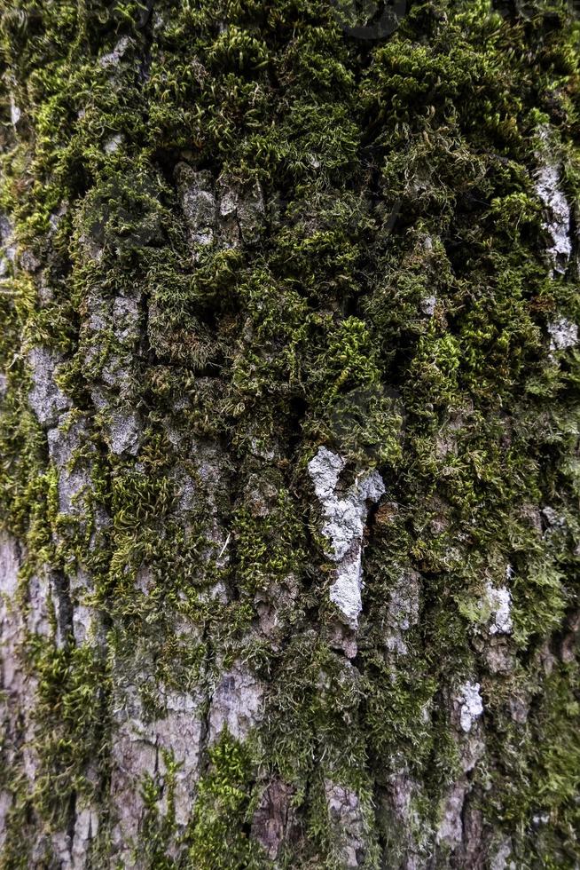 Tree bark with moss 3561047 Stock Photo at Vecteezy