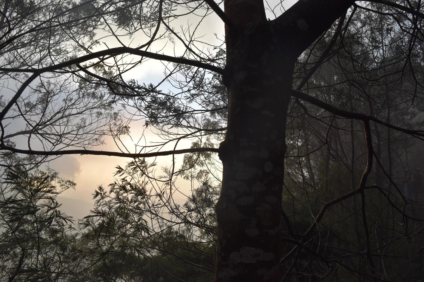 foto de paisaje en el bosque