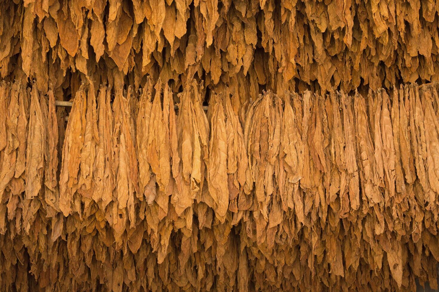 Tobacco Pattern Stock Photos, Images and Backgrounds for Free Download