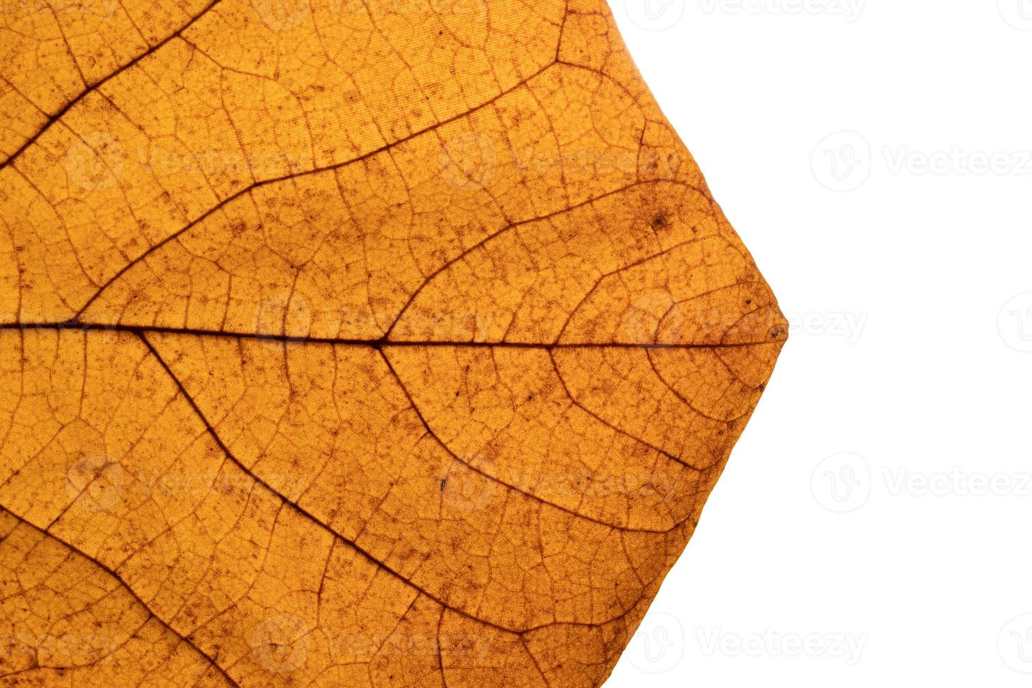 Primer plano de textura de hoja de otoño con venas foto