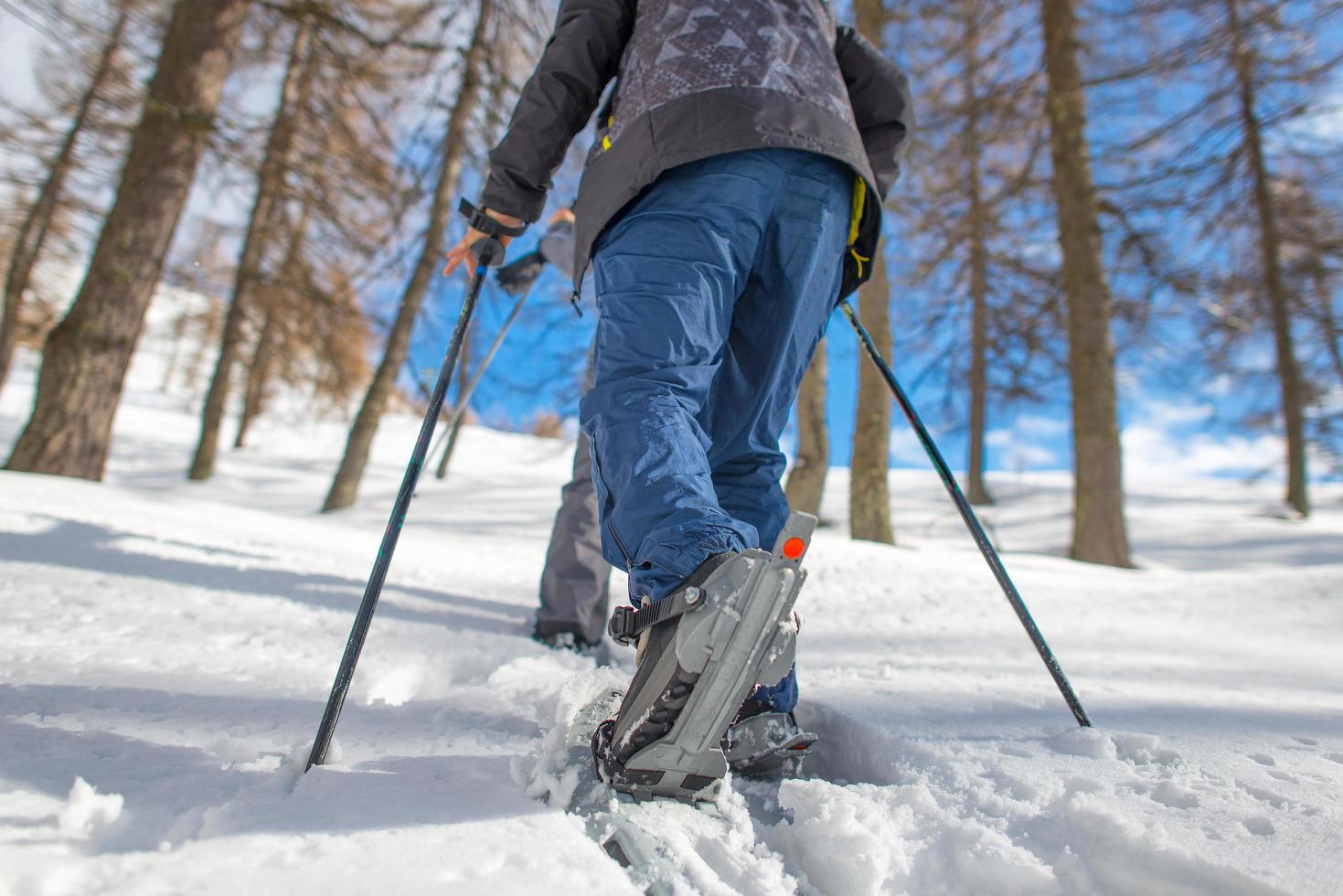 Walk with snowshoes through the larch trees photo