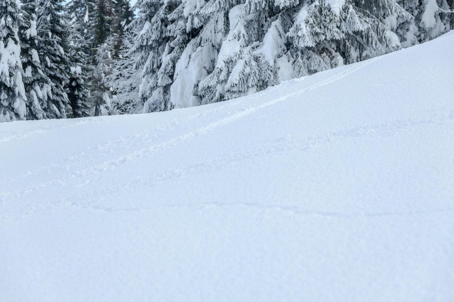 After the snowfall. Last lights of the twilight in Sappada. Magic of the Dolomites photo